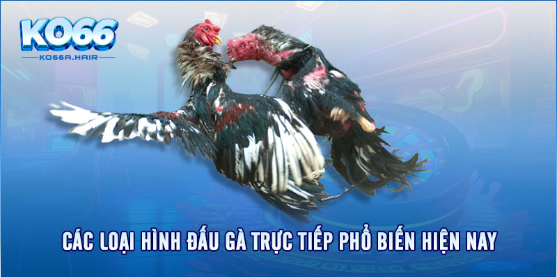 Các loại hình đấu gà trực tiếp phổ biến hiện nay