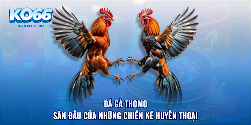 Đá Gà Thomo - Sân Đấu Của Những Chiến Kê Huyền Thoại