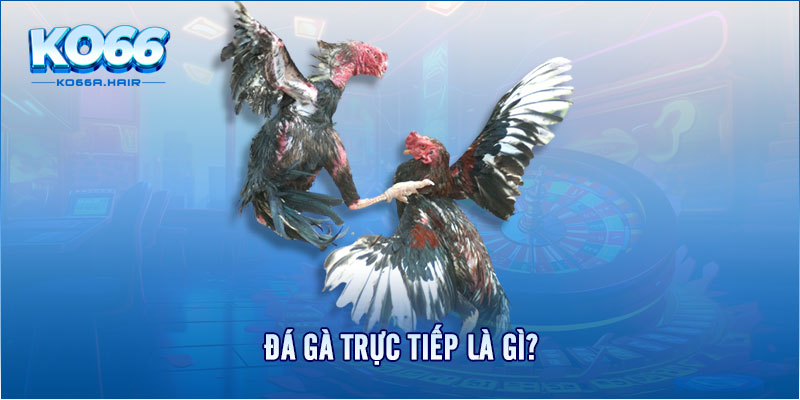 Đá gà trực tiếp là gì?