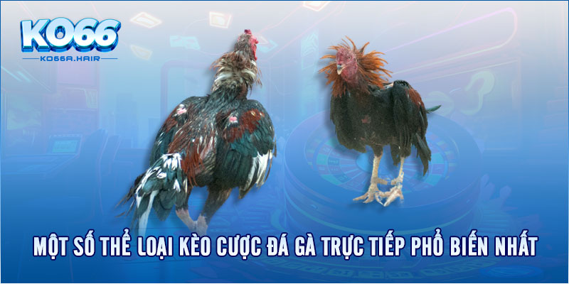 Một số thể loại kèo cược đá gà trực tiếp phổ biến nhất