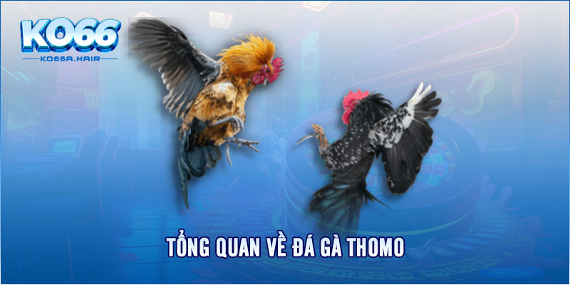 Tổng quan về đá gà Thomo