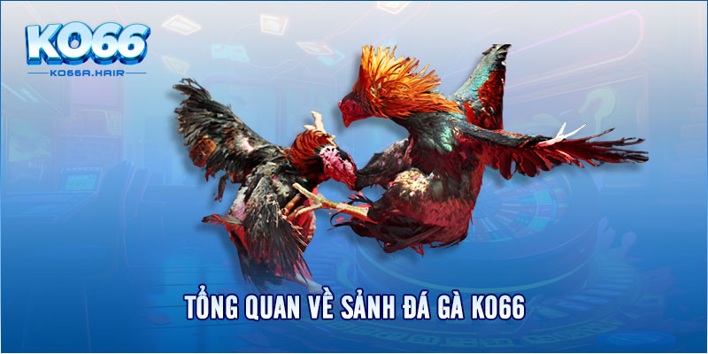 Tổng quan về sảnh đá gà KO66